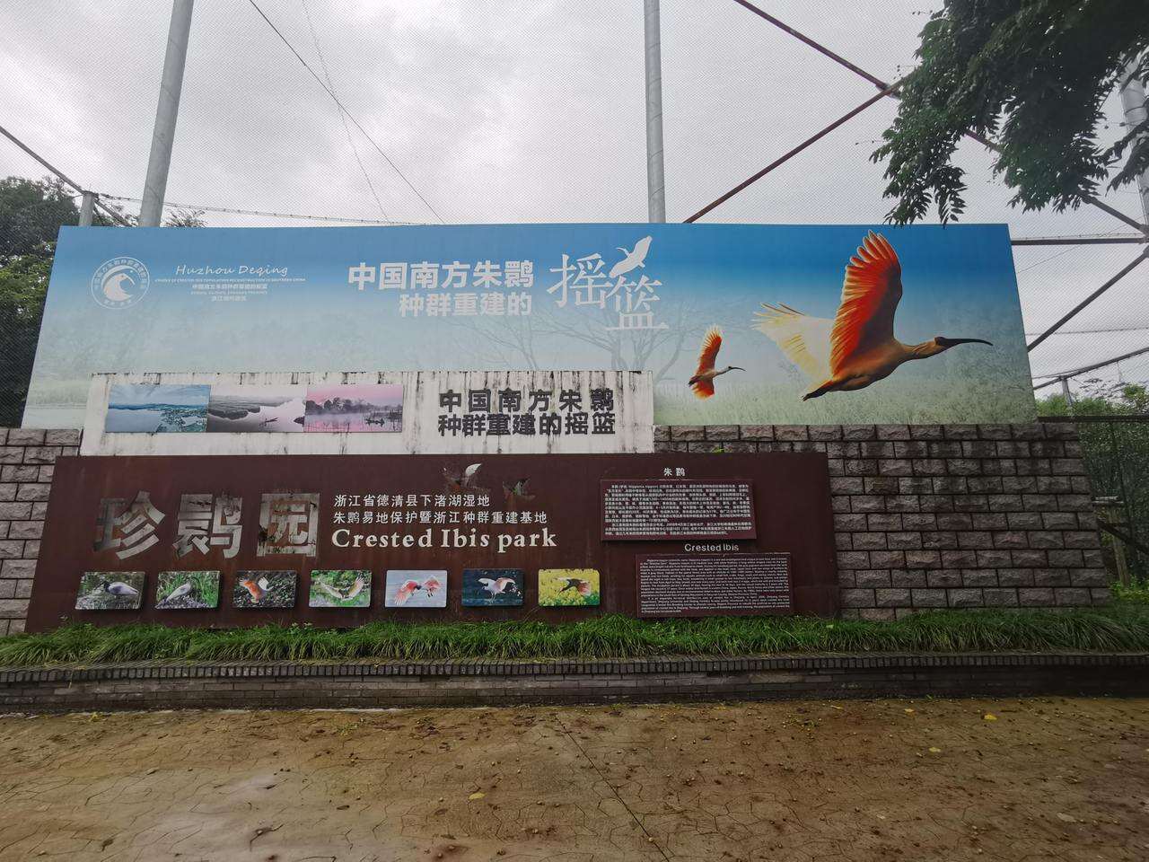 “绿”精灵的山水行丨彩翼掠青山，“东方宝石”翱翔生态共富路_“绿”精灵的山水行丨彩翼掠青山，“东方宝石”翱翔生态共富路_